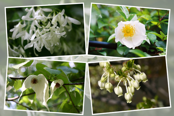 春に咲く白い木花