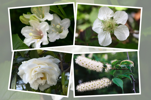春に咲く白い木花ーその２−