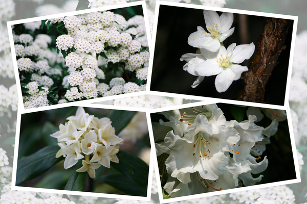 春に咲く白い木花ーその3−