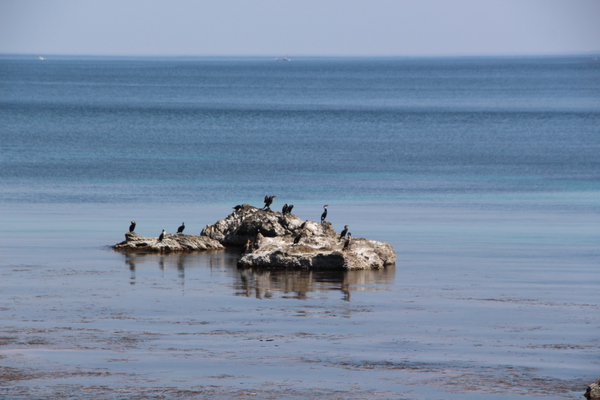 海岸の岩に群れる海鳥たち/癒し憩い画像データベース
