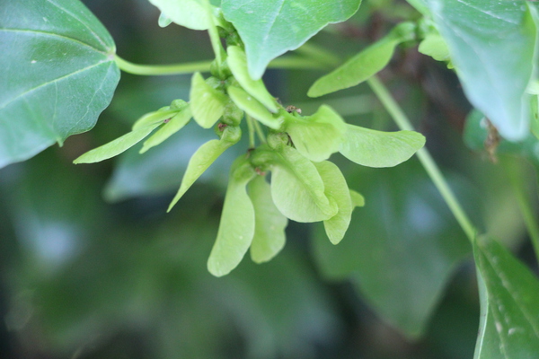 トウカエデ「緑の翼果」/癒し憩い画像データベース