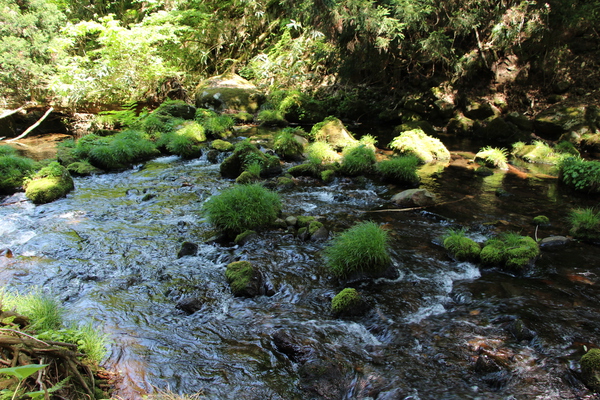 春新緑期の渓流