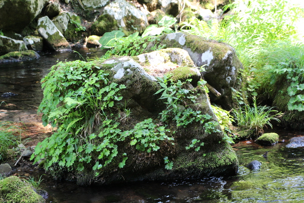 植物を纏った岩と渓流