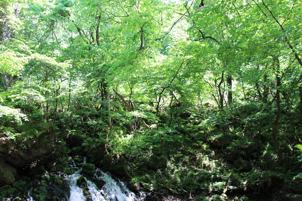 春新緑期の森と元滝伏流水