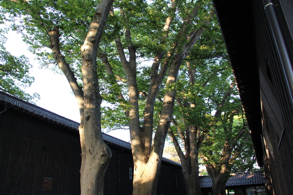 春の山居倉庫「新緑のケヤキ並木」