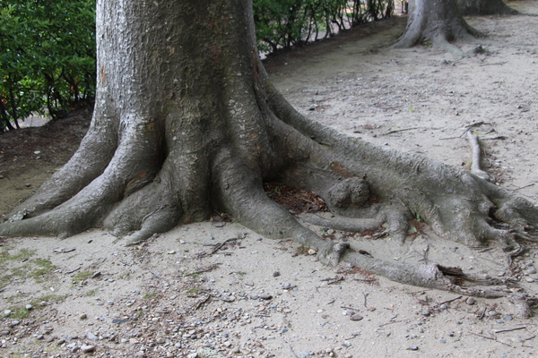 欅の根と幹