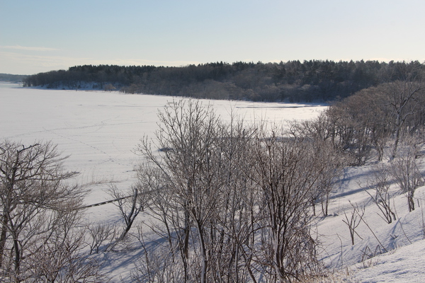 積雪期の風蓮湖と冬木立