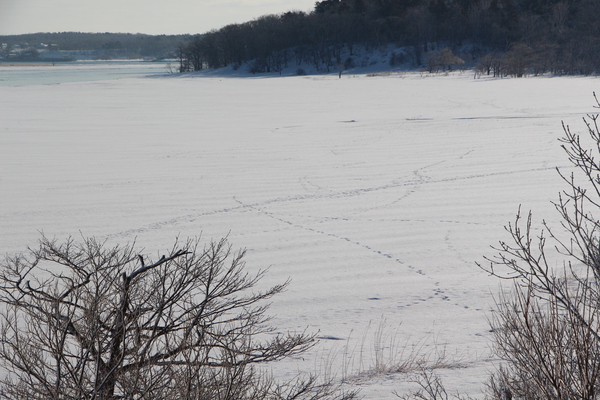 氷結した湖面の足跡