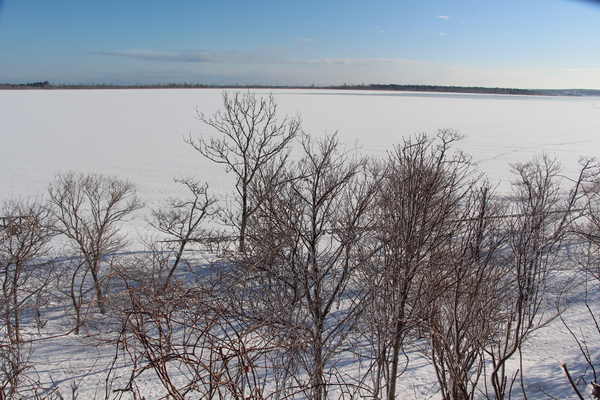氷結した風蓮湖と湖岸の冬木立