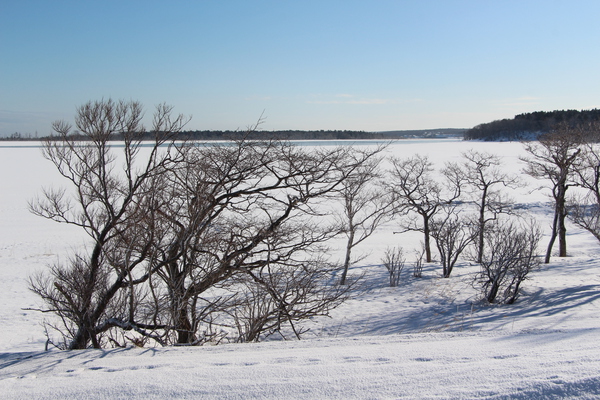 積雪期の風蓮湖「湖岸の冬木立」