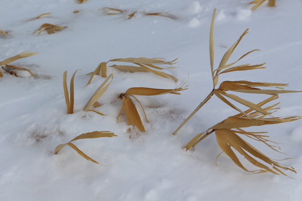 積雪とクマザサの枯葉
