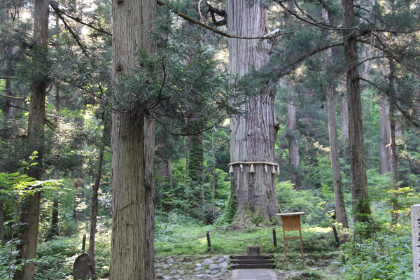 杉の森と爺杉（天然記念物）」