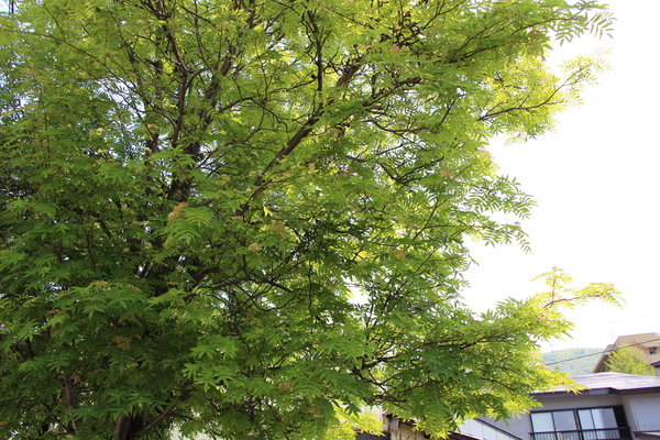 春のナナカマドの木/癒し憩い画像データベース