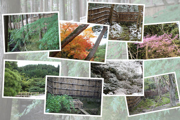 京都銀閣寺の「森と竹林の四季」