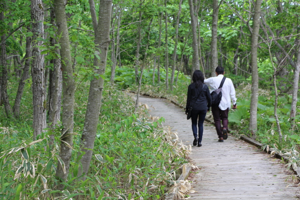 新緑期の「釧路湿原への遊歩道」