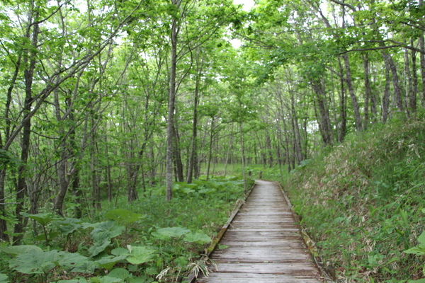 新緑期の森と「釧路湿原展望台への遊歩道」