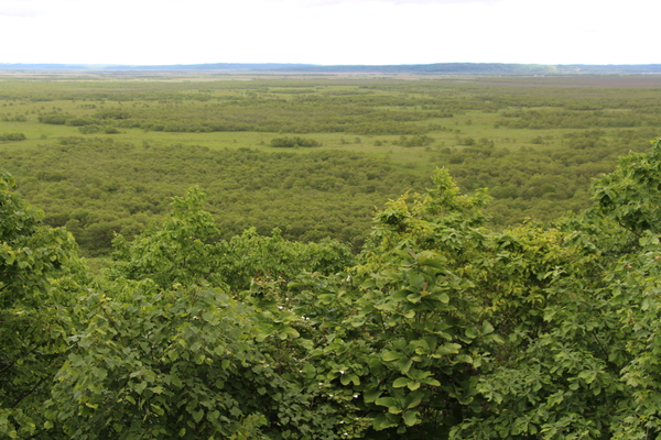 新緑の森と釧路湿原