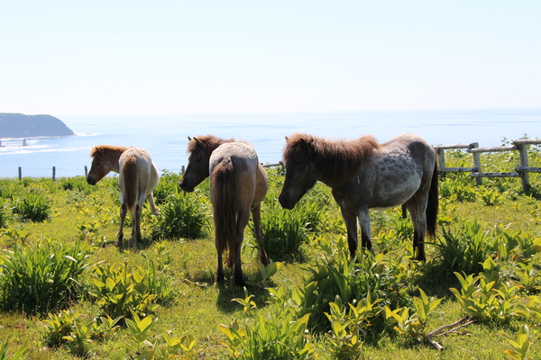 海に面した牧場と馬の家族/癒し憩い画像データベース