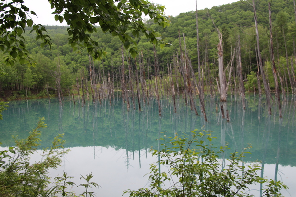 春の「青い池と水面の影」