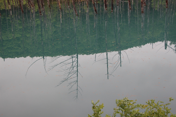 青い池と「水面の木影」