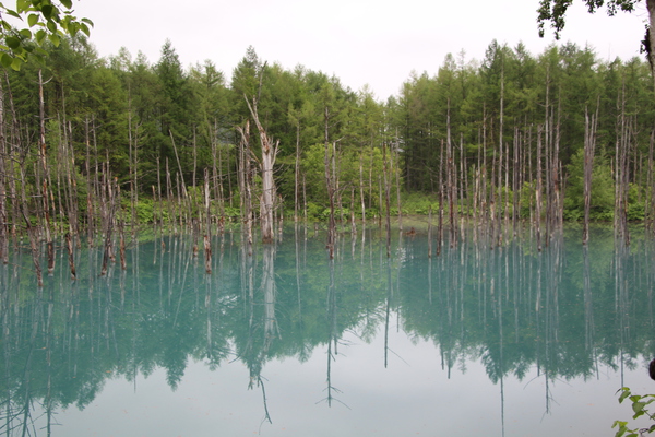 新緑期の「青い池」