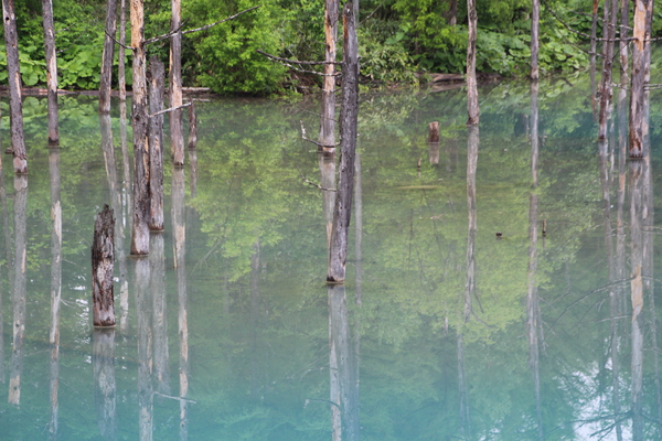 春の美瑛・青い池「枯れ立木群」
