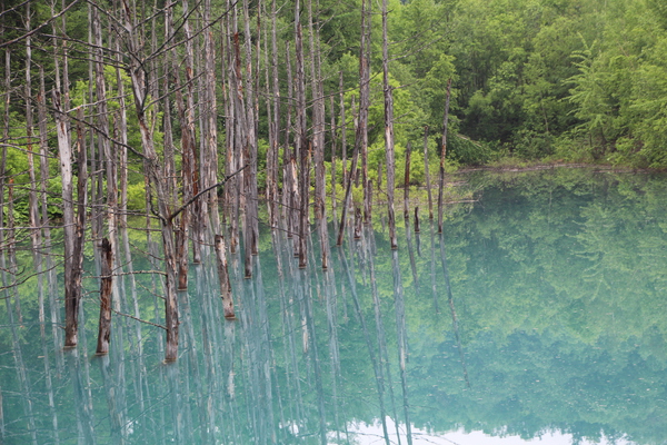 春の美瑛・青い池「枯れ立木群」