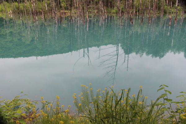 青い池「水面の森影」