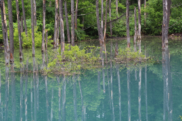 春の美瑛・青い池「枯れ立木群と影」