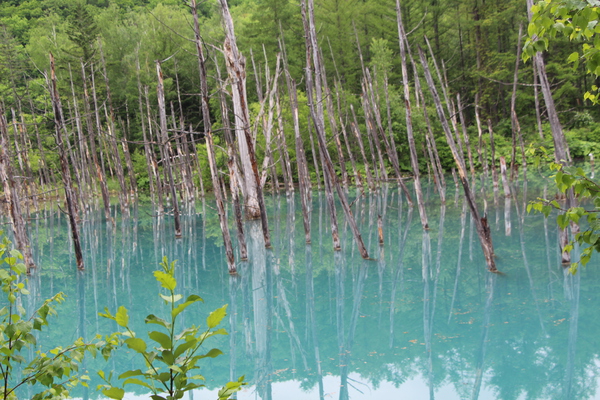 青い池と枯れ木立/癒し憩い画像データベース