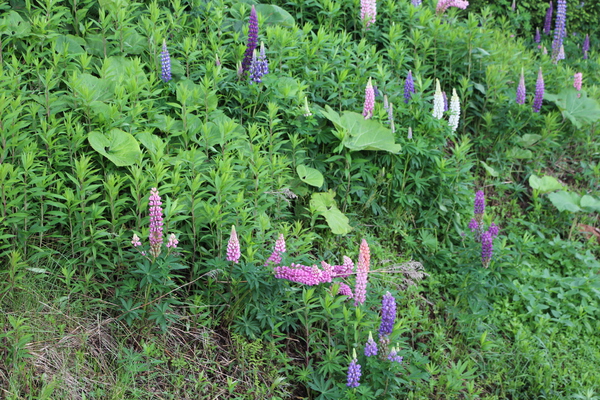 初夏の美瑛の丘に咲いた「ルピナス」/癒し憩い画像データベース