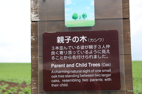 新緑期の美瑛「親子の木」説明板