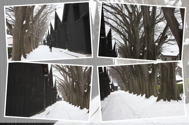 積雪期の山居倉庫「ケヤキ並木と黒板壁」