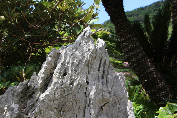森の中で露出した琉球石灰岩