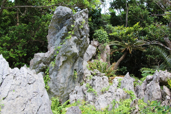 森の中の琉球石灰岩群