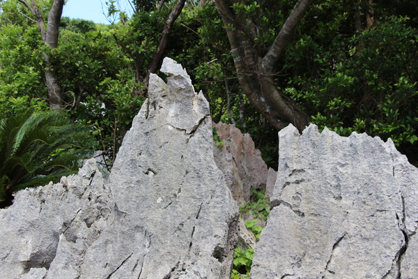 石灰岩が塔のように露出している「ピナクル」