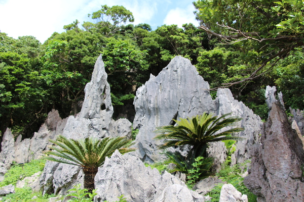 琉球石灰岩と蘇鉄