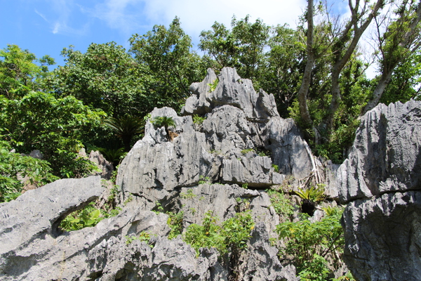 大石林山の「琉球石灰岩」