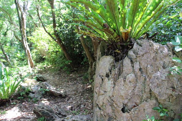 森の中の琉球石灰岩と散策路