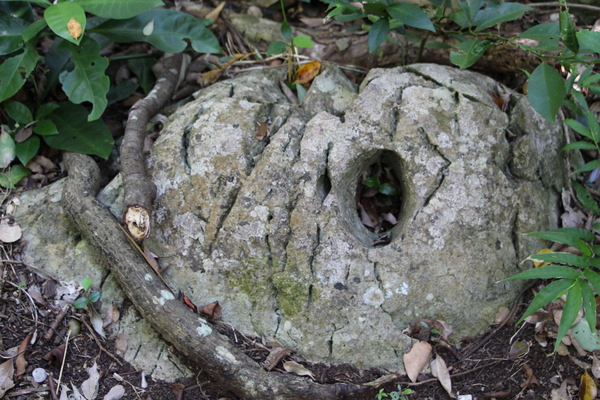 森の中の琉球石灰岩