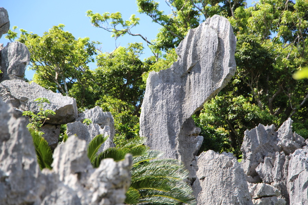 琉球石灰岩の群れ