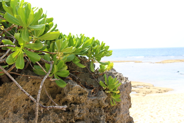 珊瑚の岩と南洋の植物