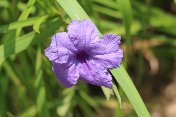 城址に咲いた紫色の花