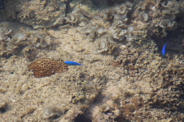 サンゴ礁と青いスズメダイ