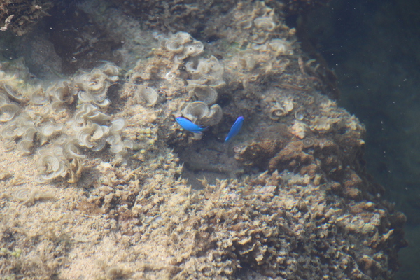 サンゴ礁と青い熱帯魚たち