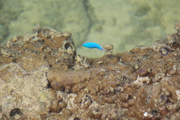 沖縄の青い熱帯魚