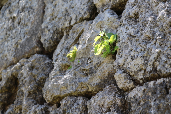 珊瑚石灰岩の城壁と間の野草