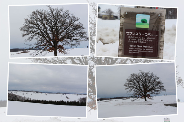 積雪期の美瑛「セブンスターの木」