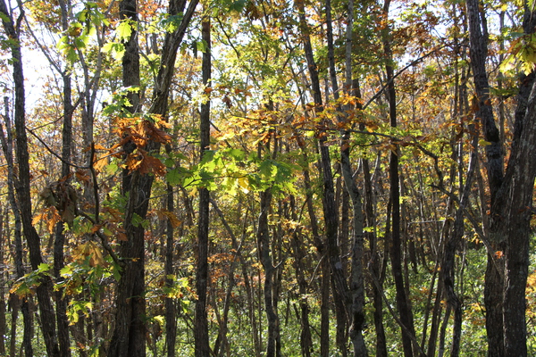 原生林の秋/癒し憩い画像データベース