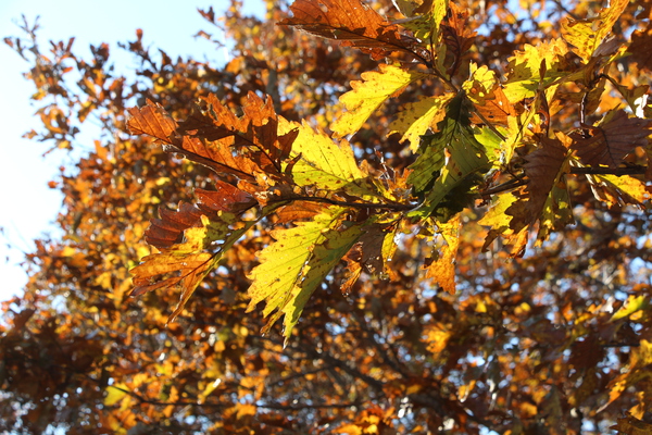 木漏れ日の葉影/癒し憩い画像データベース